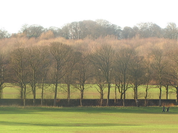 309. Another one from Woolton Woods... 