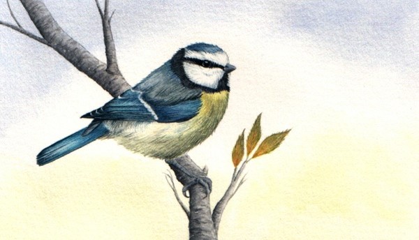 Blue tit