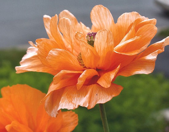Orange Crush