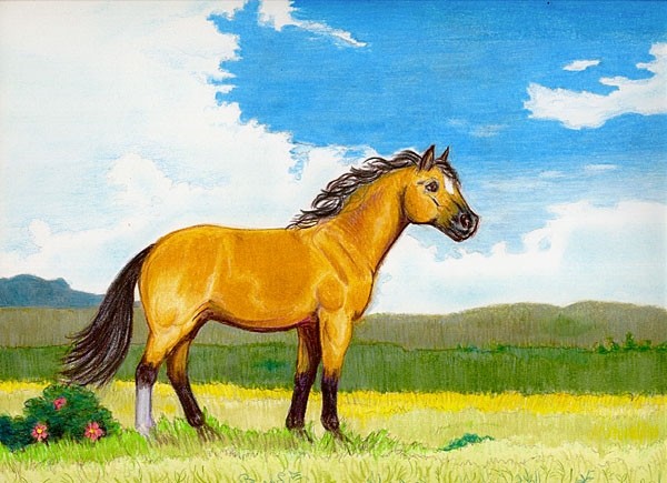 Little Horse on the Prairie