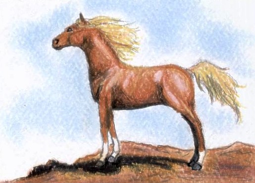 Chestnut Arabian 2 ACEO