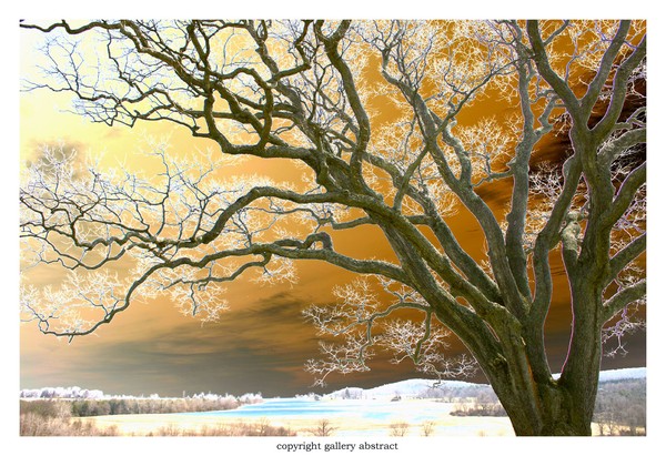 Solarized Branches