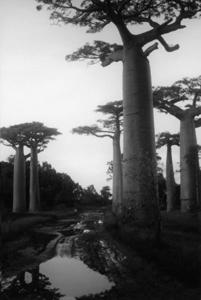 Baobob Avenue