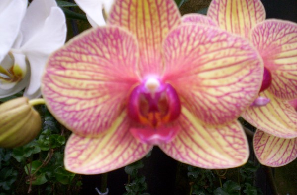 Orchid