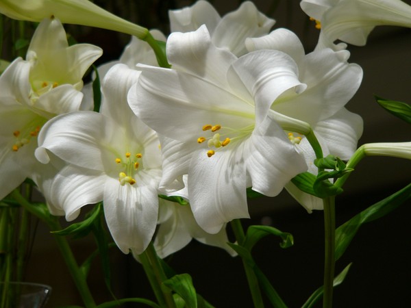 white and green!