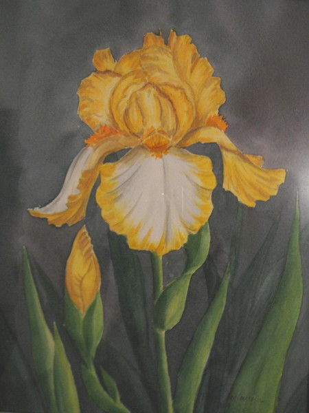Iris #16
