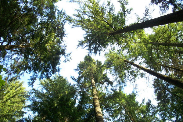British Columbia Forest