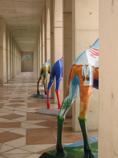 Cultural Camels
