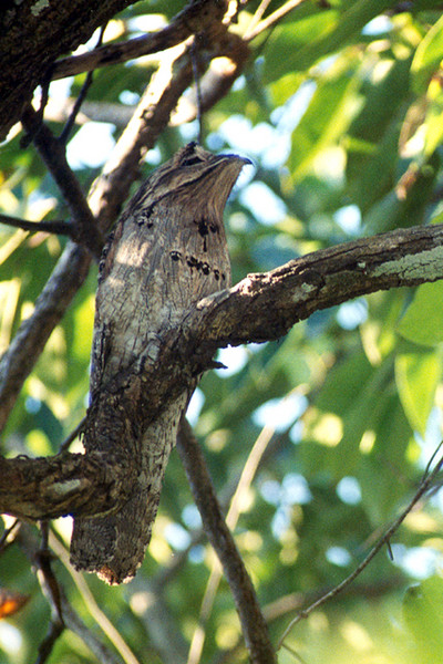 Northern Potoo, San Blass (Wild)