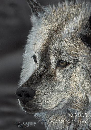 Portrait of a Wolf