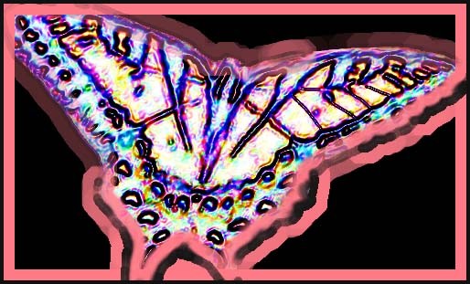emilys favorite butterfly/collaboralchemy