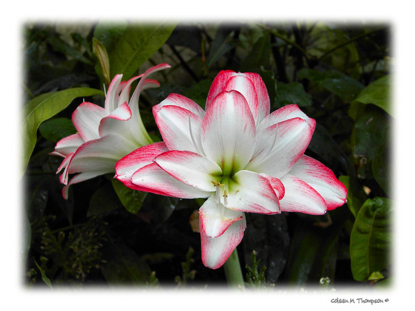 Double Bloom Vignette