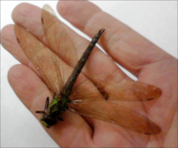 Dragonfly
