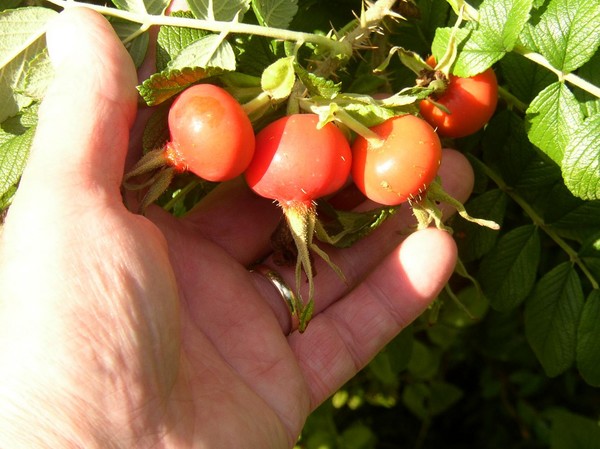 Soon be Autumn