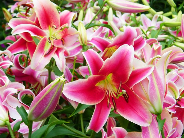 Lilies