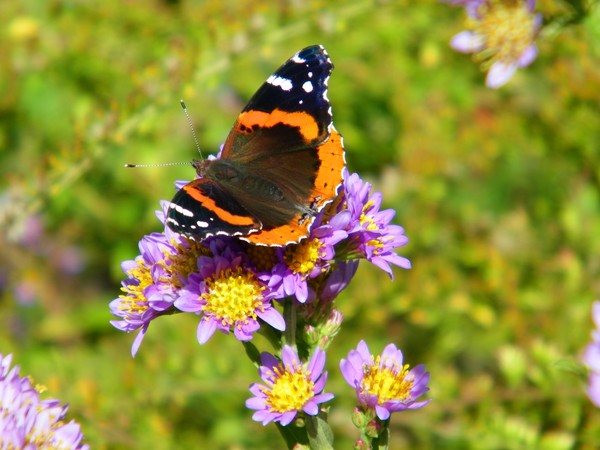 Butterfly at Goodstay Gardens