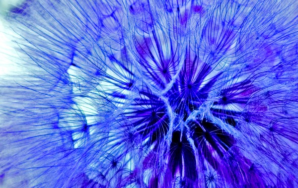 TICKLED BLUE