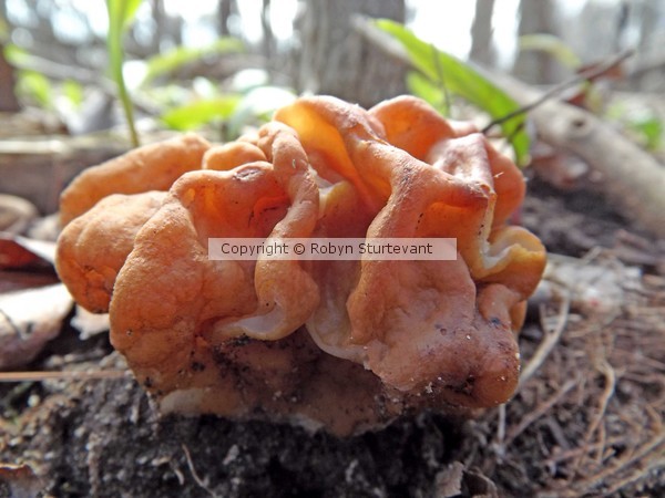 FUNNY FUNGI