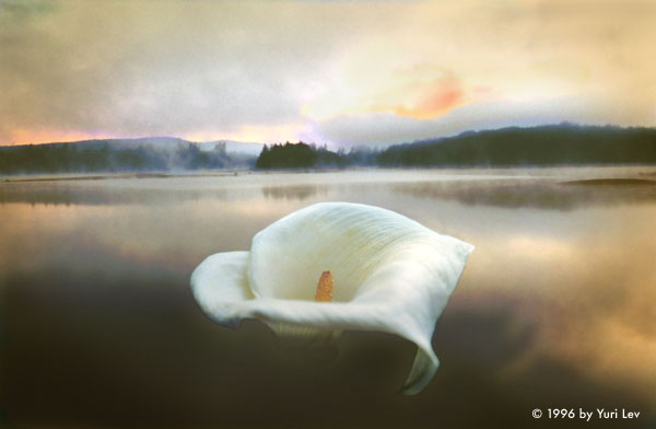 Lily