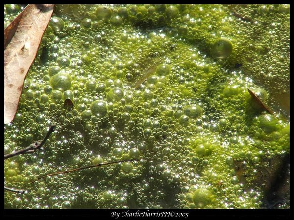 Nature of Fungus