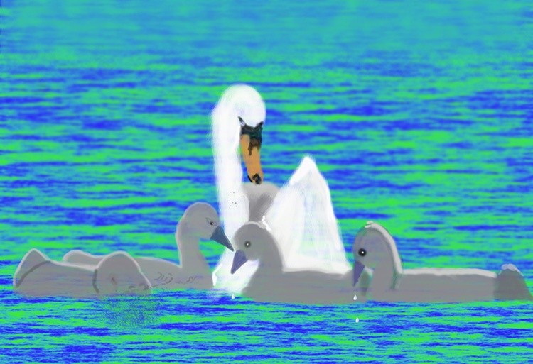 Swan Family  P362