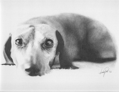 Dachshund
