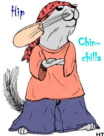 Hip Chinchilla, YO!