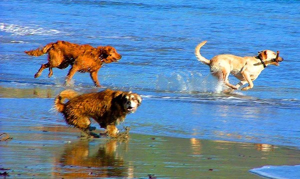 beach dogs
