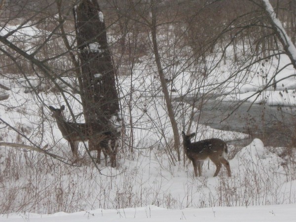 Deer crossing
