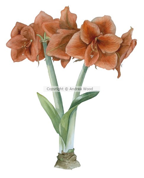Amaryllis