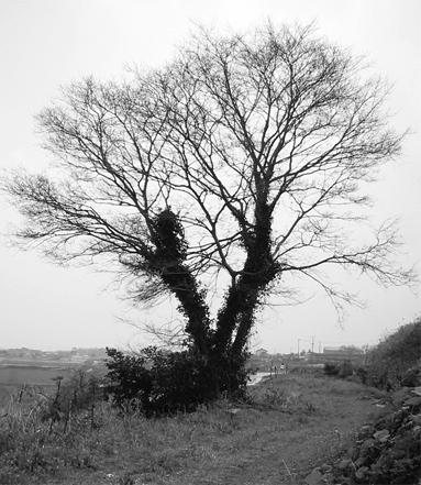 black tree