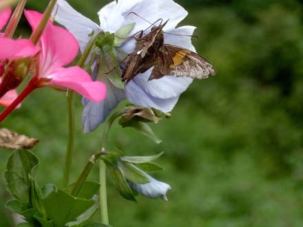 Summertime Beauty