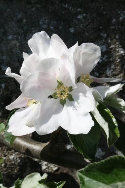 Apple Blossom