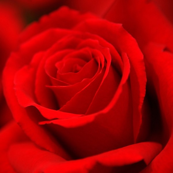 Red Rose