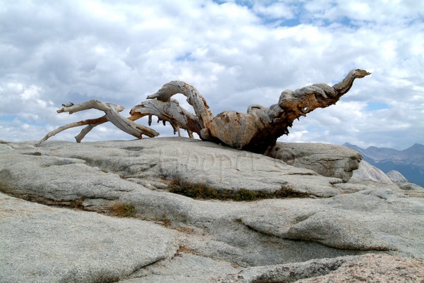 Weathered