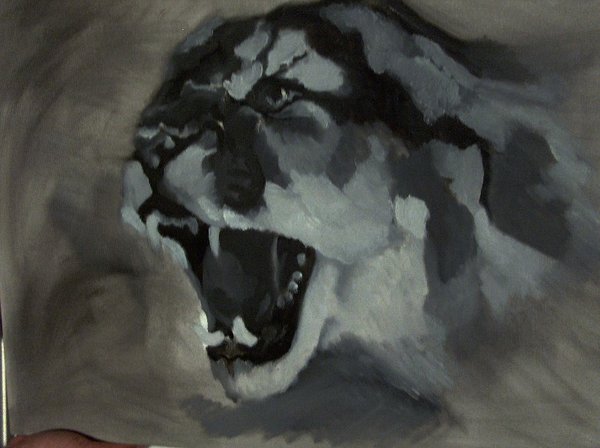Angry cat...