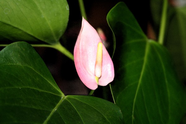 Lily 