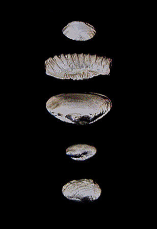 fossils
