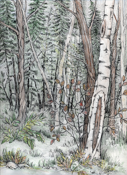 Nothwoods
