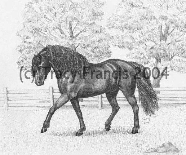 Le Cheval Canadian/The Canadian Horse