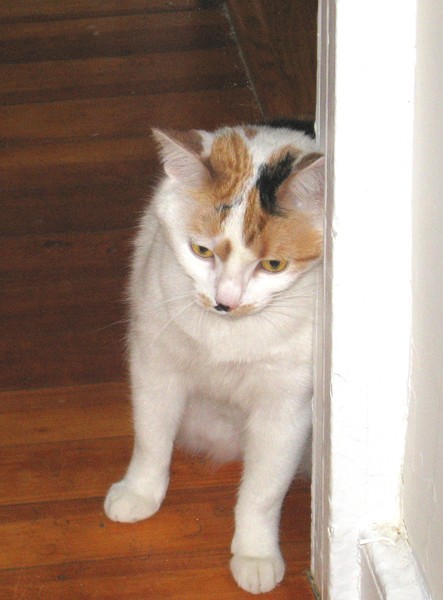Calico Daydreams