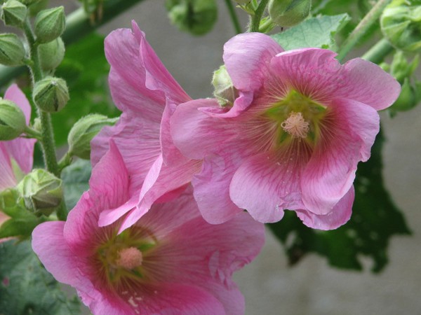 Pink Blooms & Buds