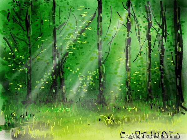 Luz na Floresta