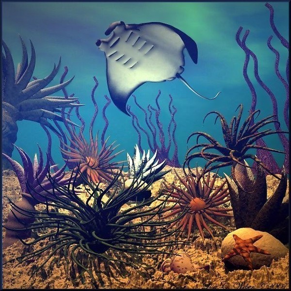 Manta Ray