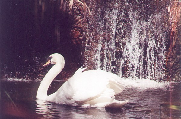 Swan