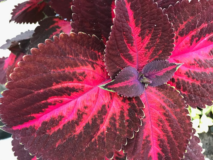 Coleus