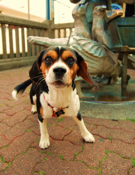 Little Woof Woof .............