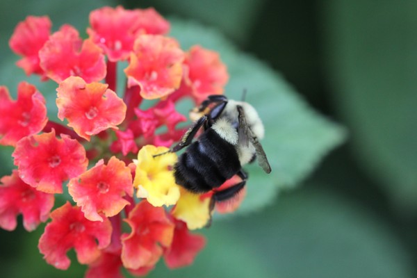 This bee doesn't mind