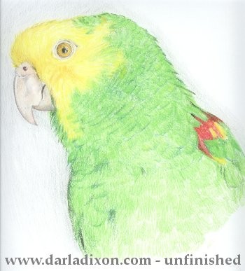 Parrot, Buddy Bird