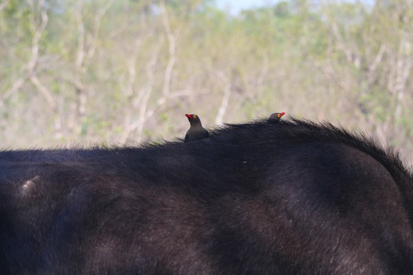 Hitching A Ride